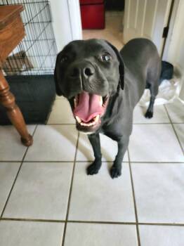 Luna -  Black Labrador Retriever Dog for Adoption in Estes Park, Colorado - Luna | PetCurious