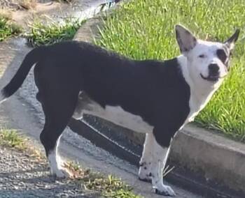 Spot -  Terrier Dog for Adoption in Swainsboro, Georgia - Spot | PetCurious