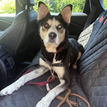 Gemini -  Husky Dog for Adoption in Groveland, Massachusetts - Gemini | PetCurious