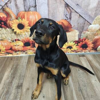 Scrub -  Doberman Pinscher and Labrador Retriever Dog for Adoption in Oconto, Wisconsin - Scrub | PetCurious