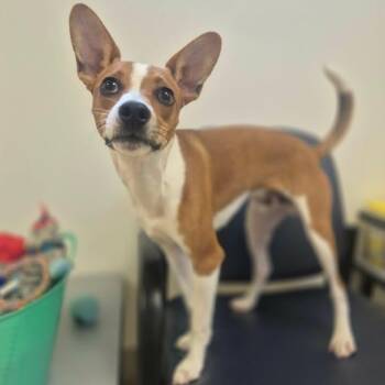 Toby -  Jack Russell Terrier Dog for Adoption in Bluffton, Indiana - Toby | PetCurious