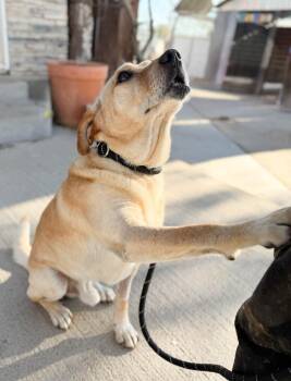 Labrador Retriever and Mixed Breed Dogs Available for Adoption in Severance, Colorado - Chess | PetCurious