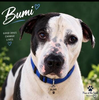 Buni -  American Staffordshire Terrier Dog for Adoption in Cumming, Georgia - Buni | PetCurious