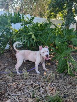 American Bulldog Dogs Available for Adoption in Lakeland, Florida - Nanook | PetCurious