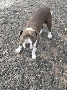 Graceleon -  Pit Bull Terrier and Mixed Breed Dog Available for Adoption in Atlanta, Georgia - Graceleon | PetCurious