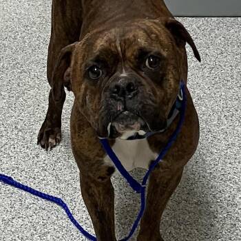 Betty -  English Bulldog and Boxer Dog for Adoption in Grand Rapids, Michigan - Betty | PetCurious
