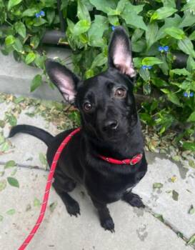 Meyer -  Chihuahua Dog for Adoption in Hoffman Estates, Illinois - Meyer | PetCurious