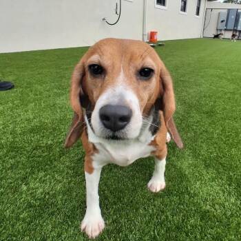 Cherry Jam 0069 -  Beagle Dog for Adoption in Loxahatchee Groves, Florida - Cherry Jam 0069 | PetCurious