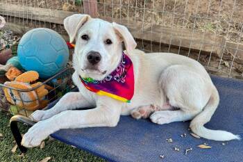 Nicky -  Labrador Retriever and Great Pyrenees Dog for Adoption in Fort Worth, Texas - Nicky | PetCurious