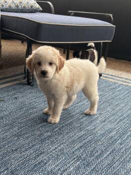 Goldie -  Goldendoodle and Poodle Dog for Adoption - Goldie | PetCurious