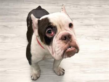 LIA -  English Bulldog and Mixed Breed Dog for Adoption in Fort Lauderdale, Florida - LIA | PetCurious