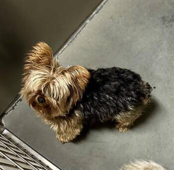 JAG -  Yorkshire Terrier Dog for Adoption in Santa Cruz, California - JAG | PetCurious
