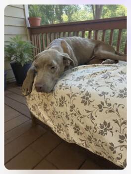 Howdy (2026) -  Pit Bull Terrier and Mixed Breed Dog for Adoption - Howdy (2026) | PetCurious
