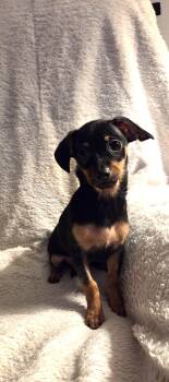 Quesa -  Chiweenie and Terrier Dog for Adoption in Oakdale, California - Quesa | PetCurious