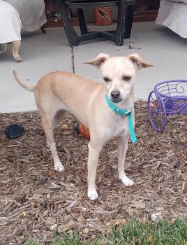 Cream -  Rat Terrier Dog for Adoption in Yarnell, Arizona - Cream | PetCurious