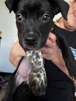 Maury0 -  Mixed Breed Dog for Adoption in Columbia, Tennessee - Maury0 | PetCurious