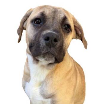 Mastiff and Mixed Breed Dogs Available for Adoption - Ultimate PB | PetCurious