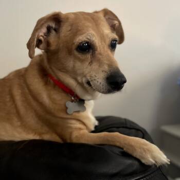 Rescue Dachshund Dogs for Adoption in Helena, Alabama - Max | PetCurious