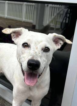 Rescue Hound Dogs for Adoption in New Bern, North Carolina - Shiba | PetCurious
