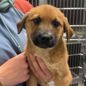 Labrador Retriever Dogs Available for Adoption in Mineral Point, Wisconsin - Poppy | PetCurious