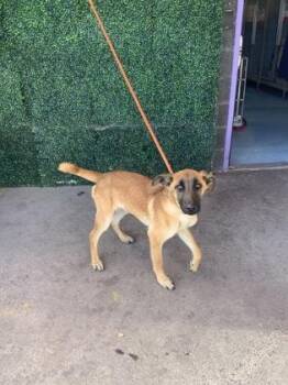 German Shepherd Dog and Mixed Breed Dogs Available for Adoption in El Paso, Texas - 60837720 | PetCurious