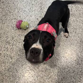 Rescue Pit Bull Terrier Dogs for Adoption in Northville, Michigan - Gigi | PetCurious