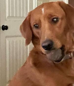 Rescue Labrador Retriever and Goldendoodle Dogs for Adoption in Haslet, Texas - Baxter | PetCurious