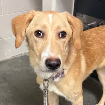 Xina -  Retriever and Mixed Breed Dog for Adoption in Manhattan, Kansas - Xina | PetCurious