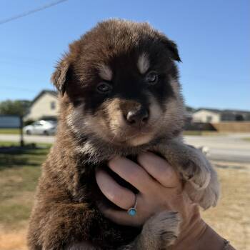 Mustang -  German Shepherd Dog and Australian Shepherd Dog for Adoption in Columbia, South Carolina - Mustang | PetCurious