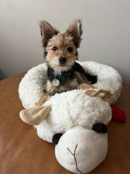 Hobbs -  Yorkshire Terrier Dog for Adoption in Houston, Texas - Hobbs | PetCurious