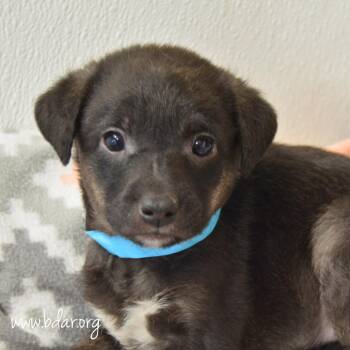 Cilantro -  Chihuahua and Mixed Breed Dog for Adoption in Cheyenne, Wyoming - Cilantro | PetCurious