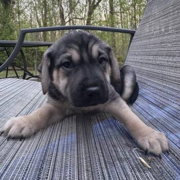 Mixed Breed Dogs Available for Adoption in Fredericksburg, Virginia - Galvin | PetCurious