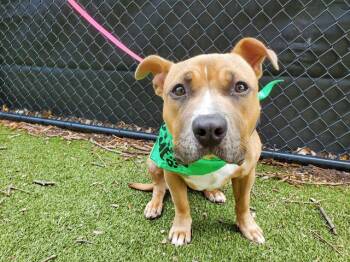 Boxer and Mixed Breed Dogs Available for Adoption in Omaha, Nebraska - RUBY | PetCurious