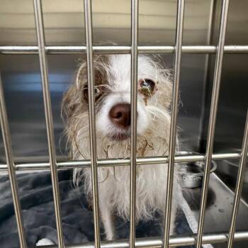 Stella -  Mixed Breed Dog for Adoption in Winston-salem, North Carolina - Stella | PetCurious