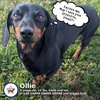 Dachshund Dogs Available for Adoption - Ollie In TN | PetCurious