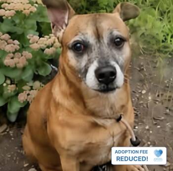 George Costanza -  Chihuahua Dog for Adoption in Naperville, Illinois - George Costanza | PetCurious