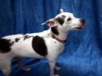 Nikki -  Australian Cattle Dog Blue Heeler and Chihuahua Dog for Adoption in Portland, Oregon - Nikki | PetCurious