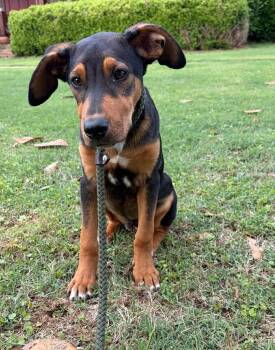 Mixed Breed Dogs Available for Adoption in Watertown, Wisconsin - Benny | PetCurious