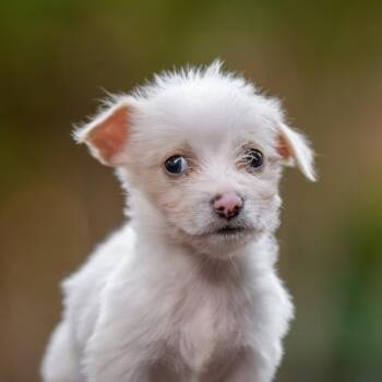 Noodle Pup - Tortellini -  Wire Fox Terrier and Poodle Dog for Adoption in San Diego, California - Noodle Pup - Tortellini | PetCurious