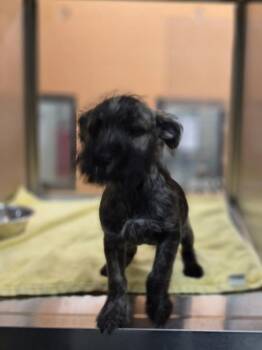 Pen 225 Benjamin -  Terrier Dog for Adoption in Lawrenceville, Georgia - Pen 225 Benjamin | PetCurious