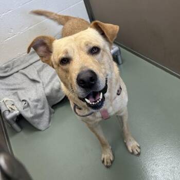 SVAS-Stray-39620 -  Chow Chow and Yellow Labrador Retriever Dog for Adoption in Lyndhurst, Virginia - SVAS-Stray-39620 | PetCurious