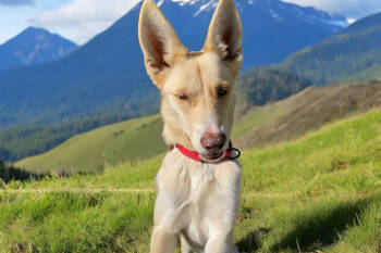 Rescue Cattle Dog and Mixed Breed Dogs for Adoption in Madera, California - Skyla | PetCurious