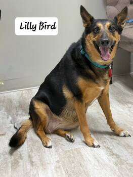 Australian Shepherd and German Shepherd Dog Dogs Available for Adoption - Lilly Bird | PetCurious