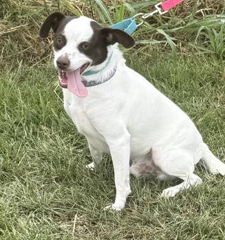 Frost -  Jack Russell Terrier and Chihuahua Dog for Adoption in Baker, Louisiana - Frost | PetCurious