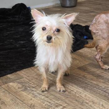 Terrier and Mixed Breed Dogs Available for Adoption in Midland, Texas - Violet | PetCurious