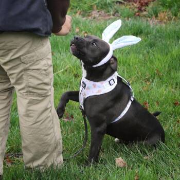 Rescue Pit Bull Terrier Dogs for Adoption in Fairfax, Virginia - Maverick | PetCurious