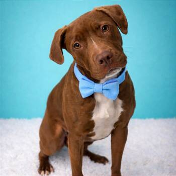 Mixed Breed Dogs Available for Adoption in Binghamton, New York - Mary Kate | PetCurious