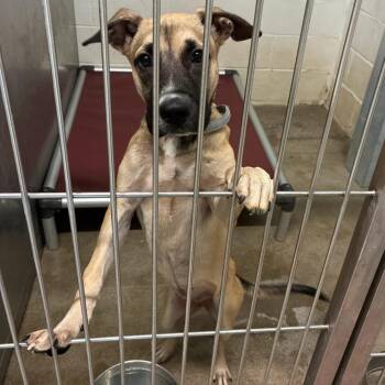 BRIAR 425 -  Anatolian Shepherd Dog for Adoption in New Berlin, Wisconsin - BRIAR 425 | PetCurious