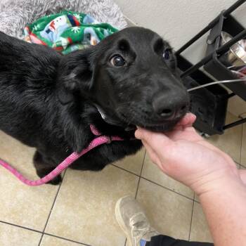 Piper -  Labrador Retriever and Standard Poodle Dog for Adoption in Pekin, Illinois - Piper | PetCurious