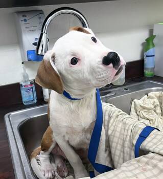 Rescue Mixed Breed Dogs for Adoption in Nashville, Tennessee - Chihiro | PetCurious